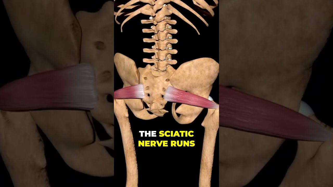What S Really Causing Your Butt And Leg Pain The Shocking Truth