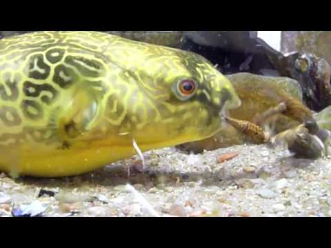 C.K. Dexter Haven the Mbu puffer vs. Crawdad