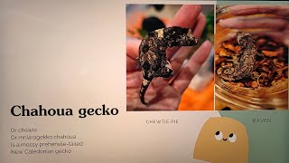 Presenting chahoua geckos at the summer camp with humane society. 