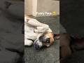 That’s Banti’s funny face😅#Banti #funnyface #funny #funnyvideo #viral #doglover #journeywithjunior8