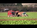 Agrifac 2015 Sugar Beet Demo day with machines from Agrifac and Holmer