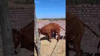 Cattle Management Cattle Price Trend Forecast Bull Market Ysis 238