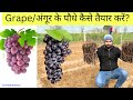 How to grow grapes from cuttings            