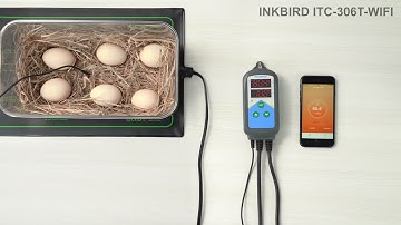 INKBIRD ITC-306T-WIFI Digital Temperature Controller Brief Introduction, for #incubator, #seedling