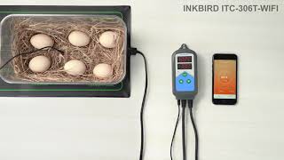 INKBIRD ITC-306T-WIFI Digital Temperature Controller Brief Introduction, for #incubator, #seedling
