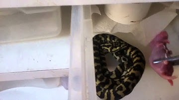 Jungle Carpet Pythons feeding- part 1