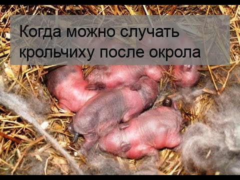 Когда можно случать крольчиху после окрола