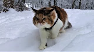 Maine Coon Cat: Wading Through Deep Snow ❄❄❄ by The Explorer Cat 18,518 views 3 years ago 1 minute, 27 seconds