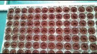 Varsha Enterprises Da Ros Seeder Machine Model No Ls73