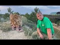 Как лев Султан чуть не СТОЛКНУЛ НАС В ОВРАГ !  Russian Lion man !