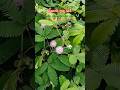 touch me not plant #travel #nature #love #vlogs #mountains#song