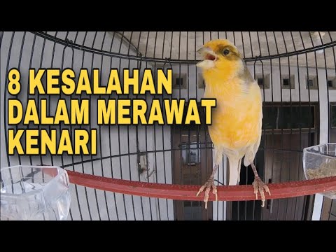 Video: Bisakah Anda mengeluarkan burung kenari dari kandangnya?