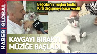 Bağcılar'ın Meşhur Kedisi Kirli Kavgayı Bıraktı Müziğe Başladı