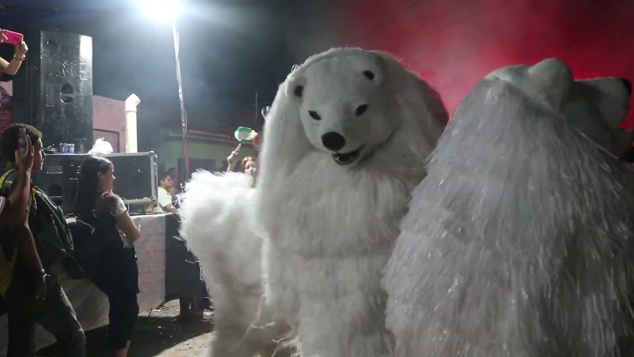 Urso Selvagem   Se Apresentando  Na Cidade De Sapé  PB