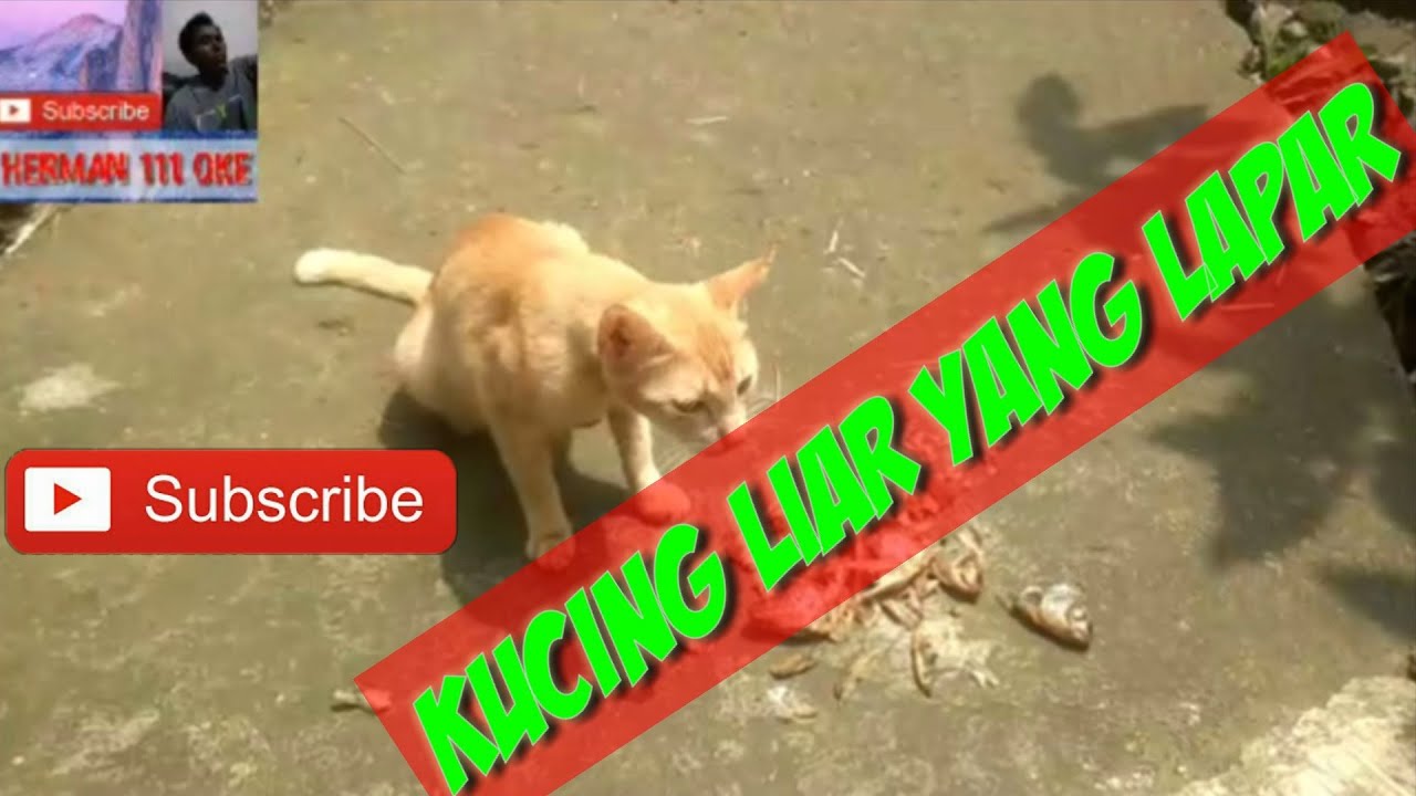 Kucing makan ikan ll kucing liar yg lapar - YouTube