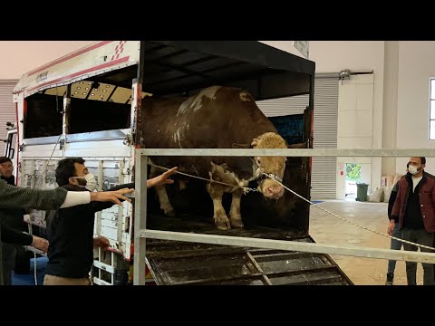 EGE BÖLGESİNİN EN BÜYÜK DANASINI KAMYONDAN İNDİRİYORUZ