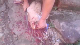 Tia Matando Galinhaao Vivo.