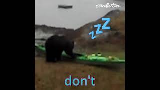 bear eats a kayak while talking to a lady