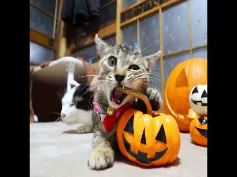 ハロウィンかぼちゃであそぶ子猫　221030