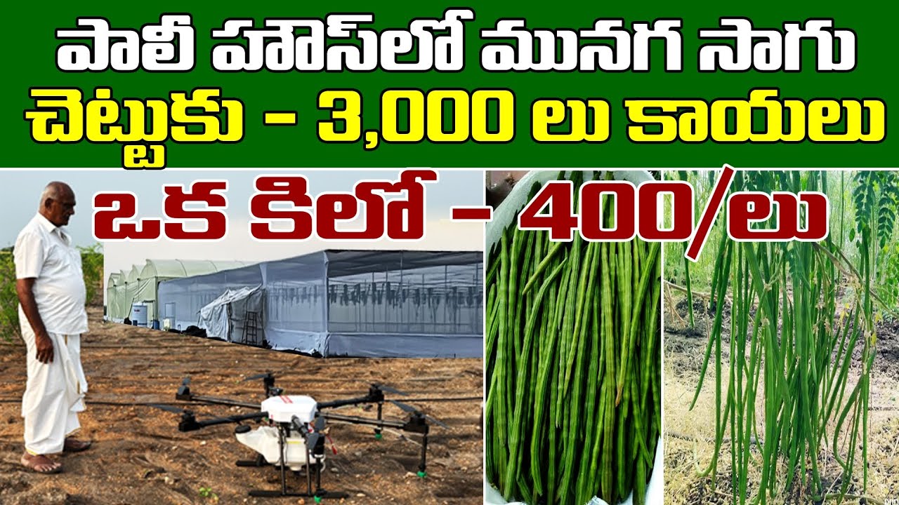 పాలి హౌస్ లో మునగ సాగు.. చెట్టు కు - 3,000 కాయలు.. ఒక కిలో 400/- లు | Ponnuswamy nune mandulu