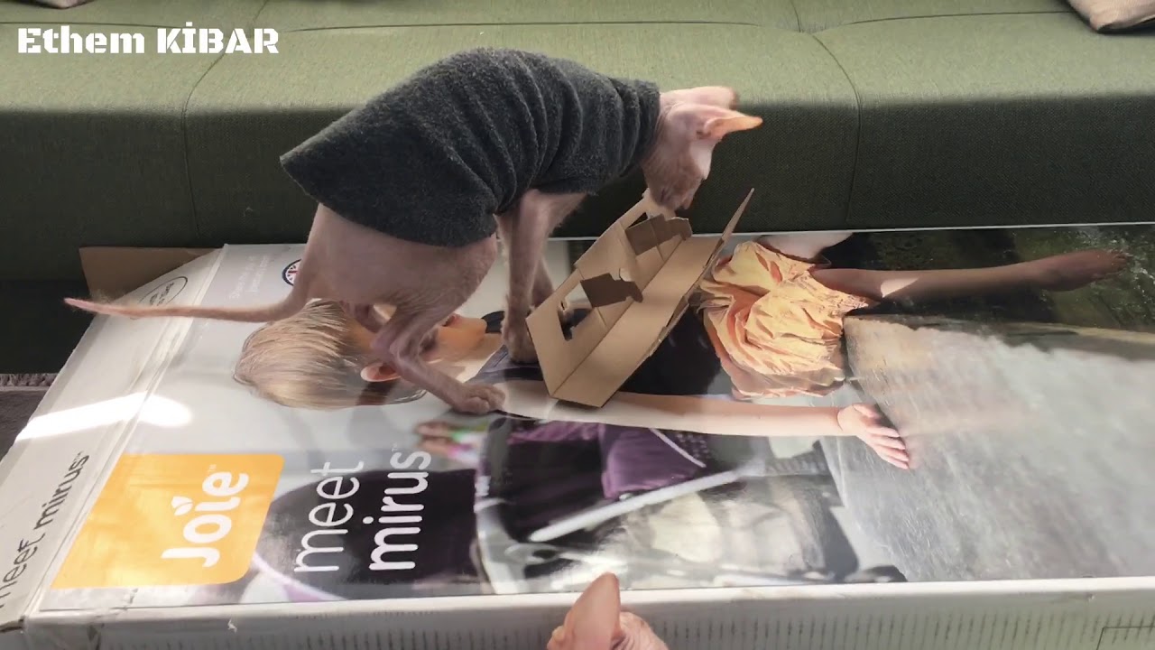 Joie Mirus Çift Yönlü Bebek Arabası Sfenks Kedilerimiz ile