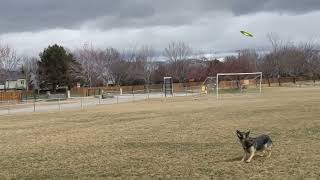 Awesome Frisbee Catch by Timberline Mountain Life 28 views 1 year ago 43 seconds