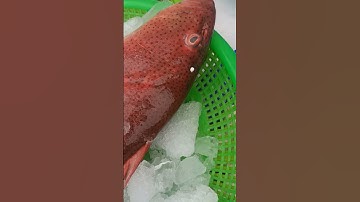 $5000 Leopard Coral Grouper