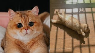 Cats - Funny Pets Videos Funny Compilation Funny Pets Reaction Funny Pets