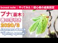 【苗木から作る】ブナ盆栽の芽吹き／2020.3｜Japanese Beech “Spring sprout”／bonsai