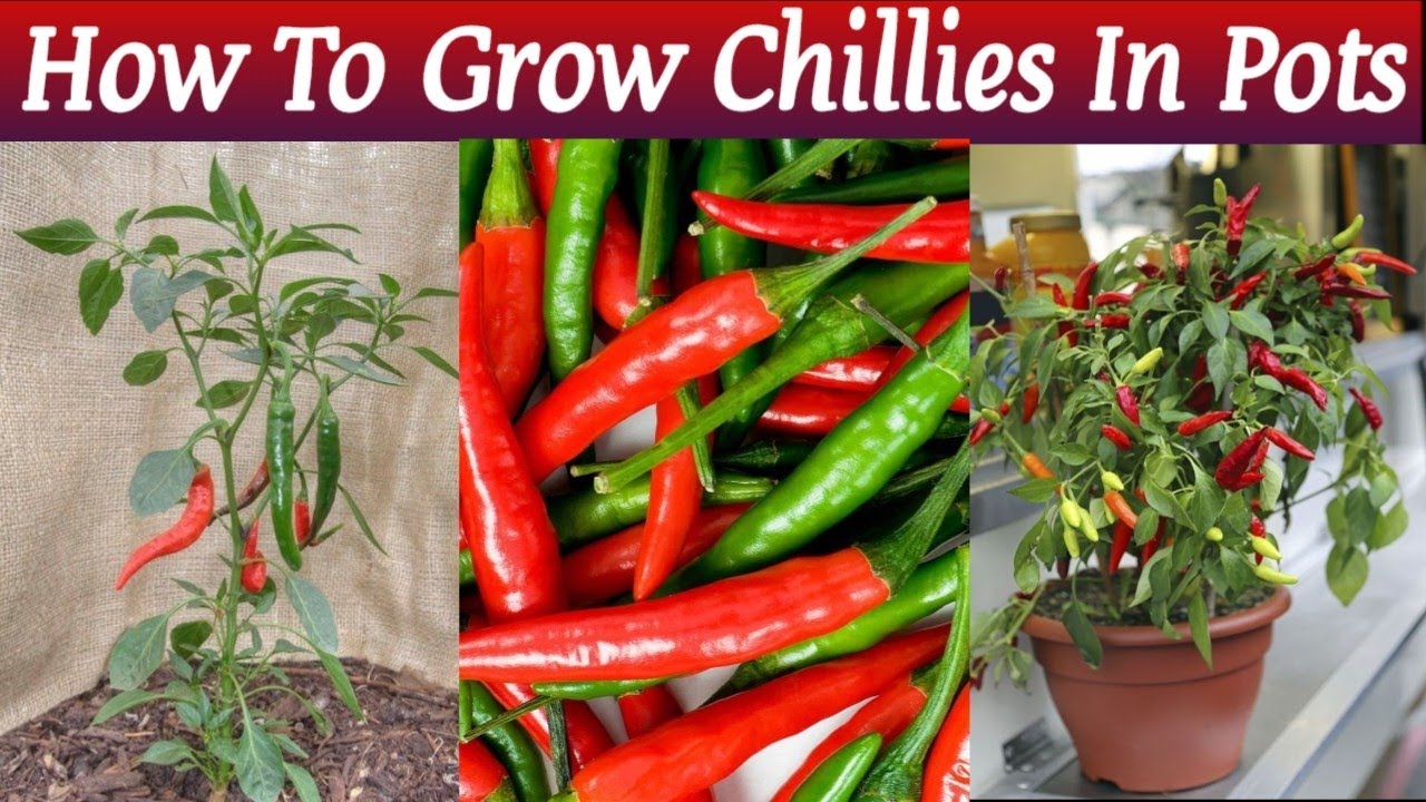 How To Grow Chillies At Home In Pots Complete Guide Easy Way to Grow