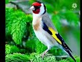 نغم الحسون لتدريس الفراخ سناويه نهرية سناويه سرة 