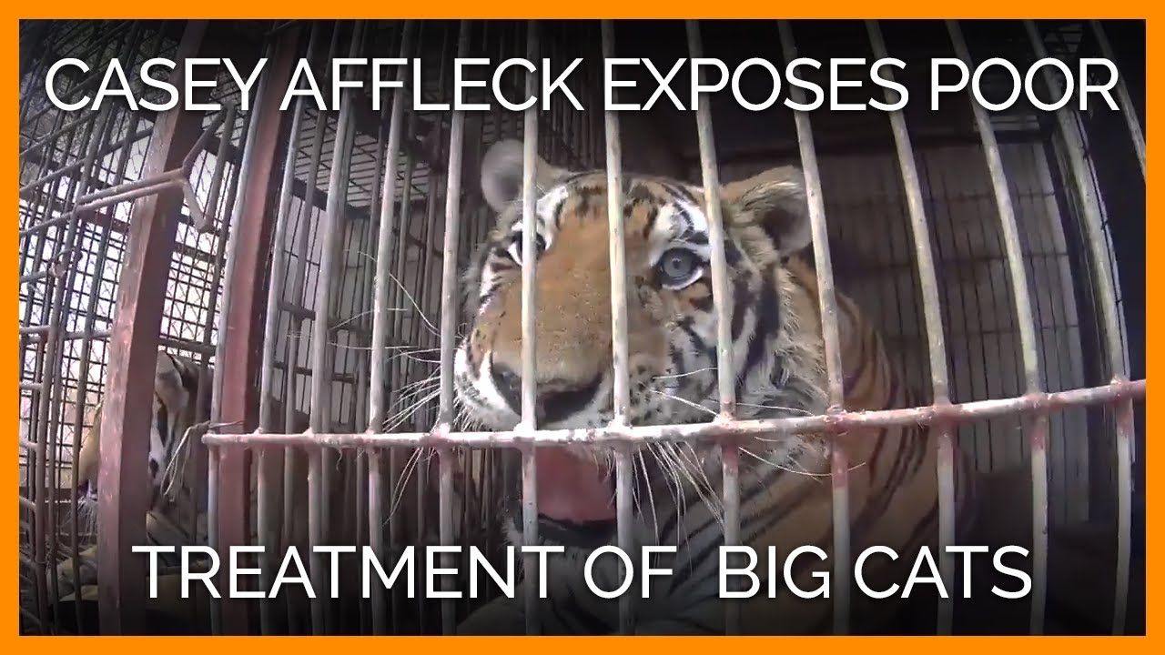 Casey Affleck: Animals' Spirits Broken by Circus Abuse