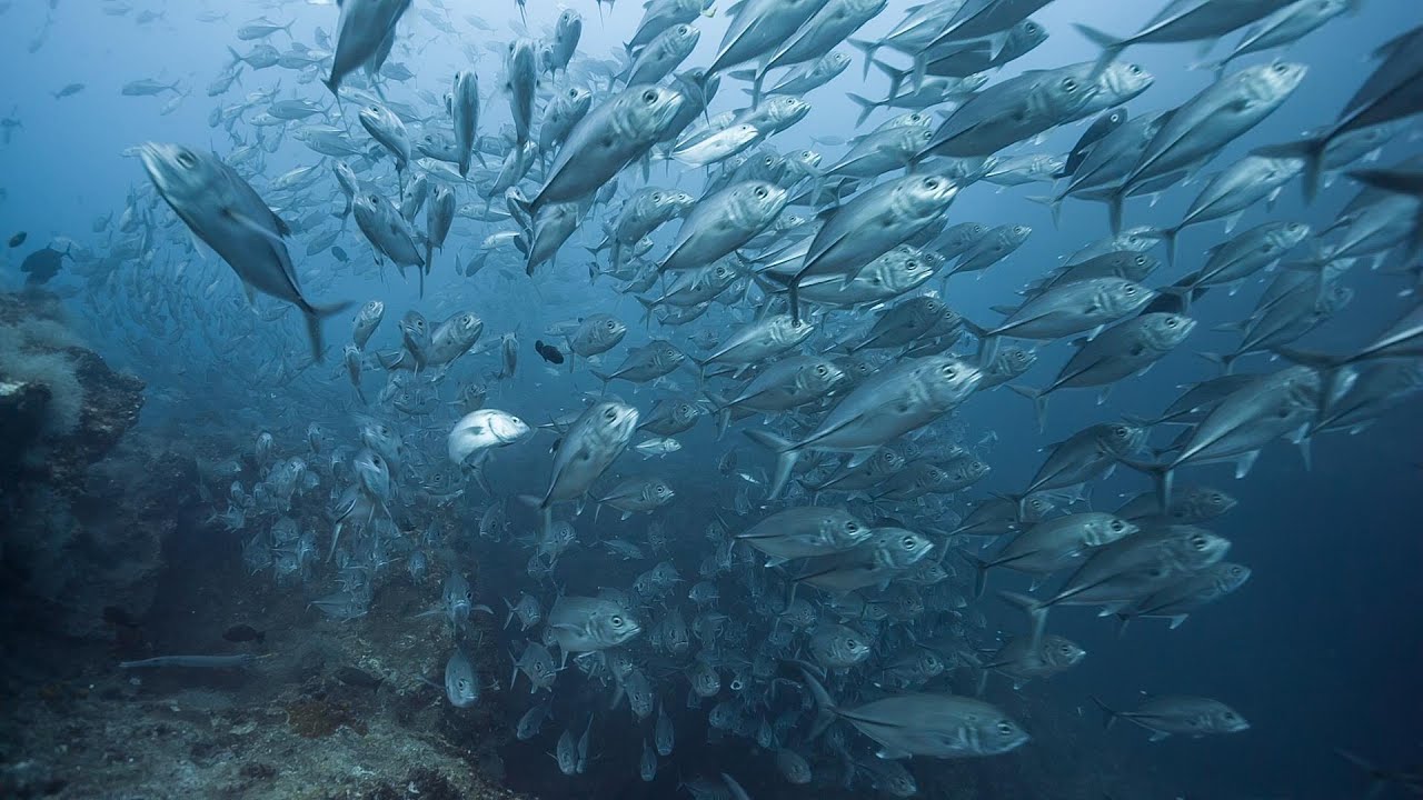 Cocos Island Diving 2014 Longer Version (5D3 Magic Lantern underwater