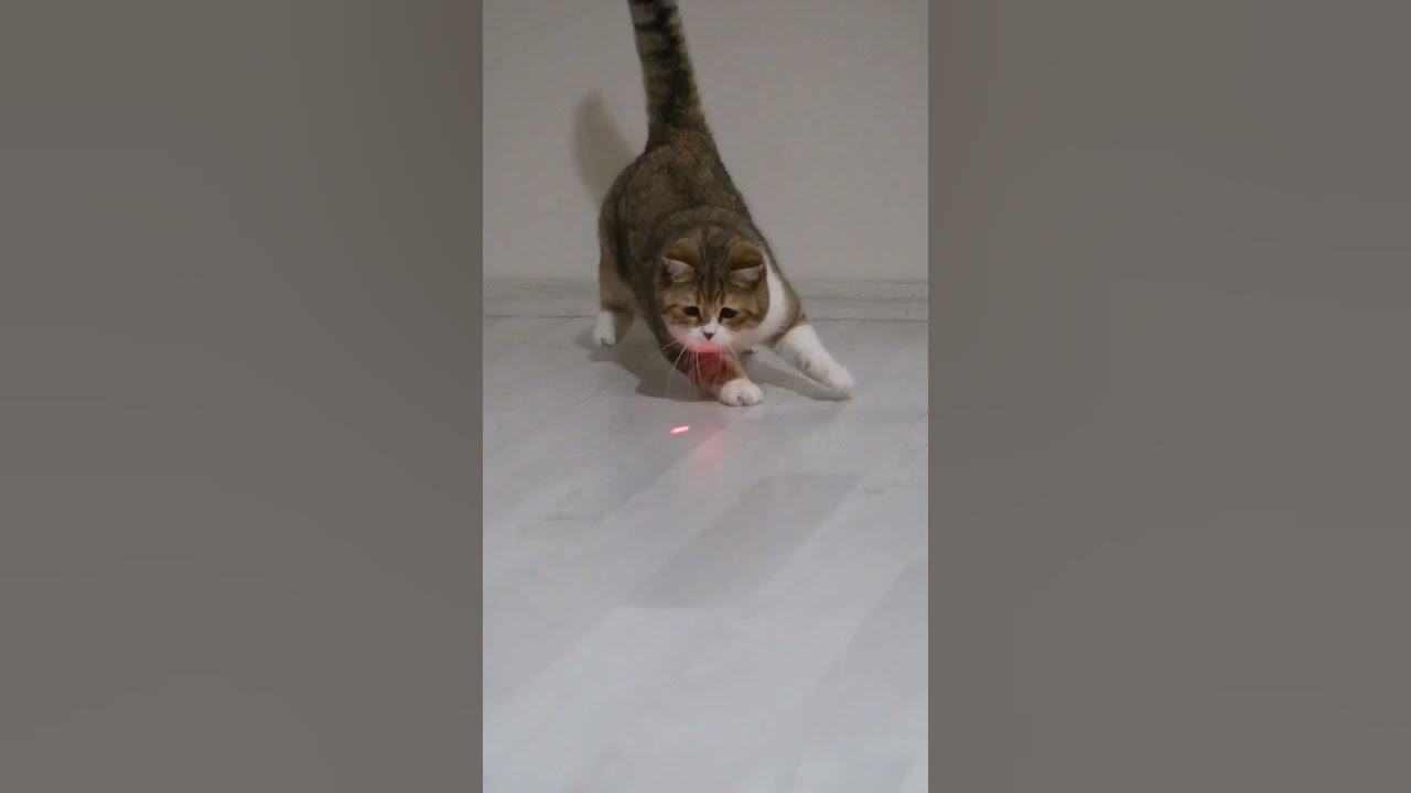 Особености на котешкия лов (котешки живот) #любов - YouTube