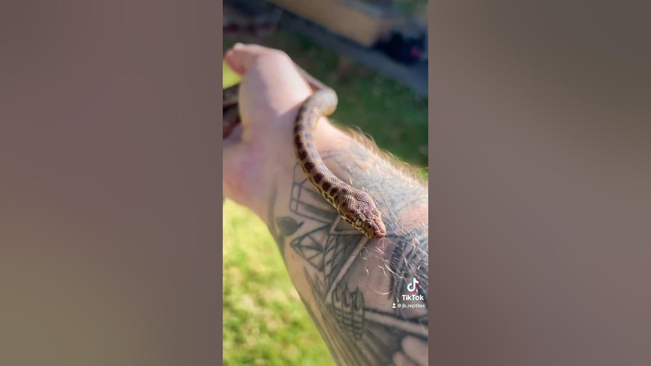 Stimsons Python Lifespan Of Golden