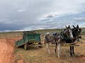 Home On The Range with a team of Stampeding Mules.