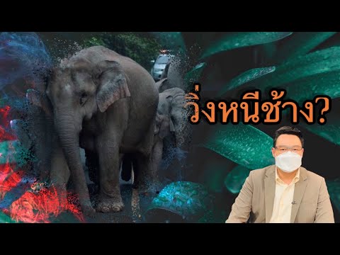 วิธีการวิ่งหนีช้าง