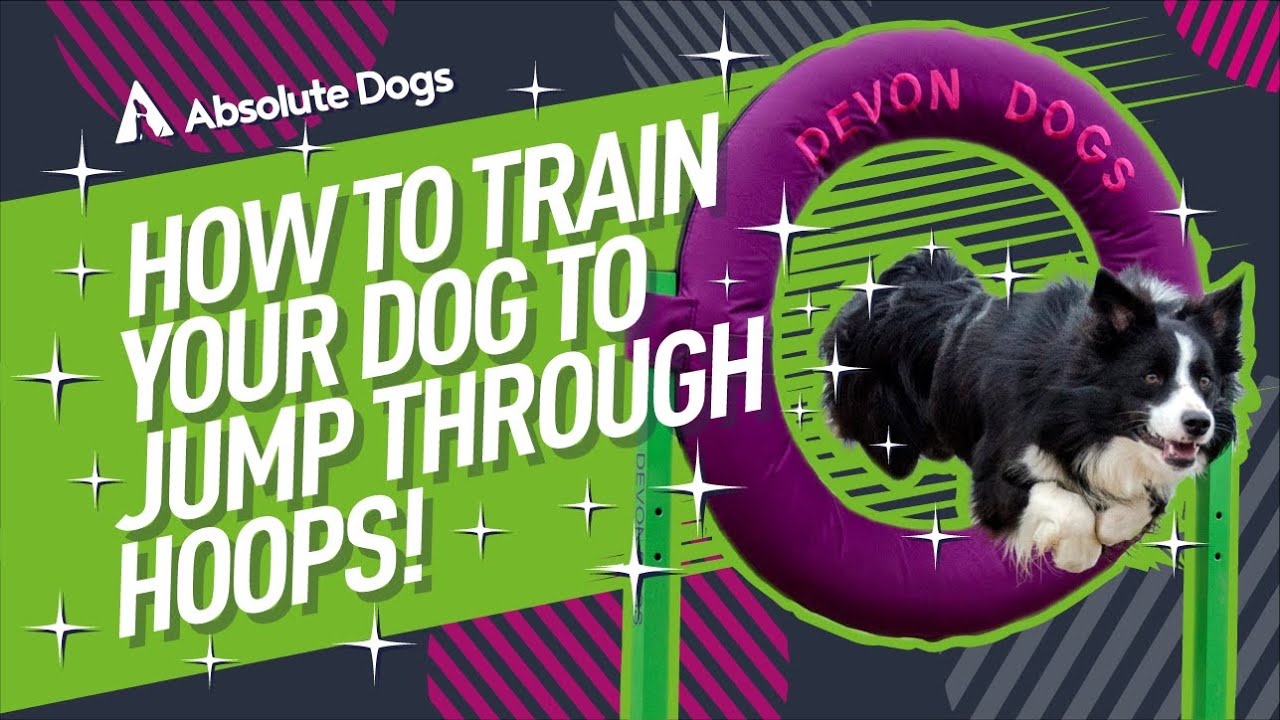 How To Train Your Dog To Jump Through A Hoop YouTube