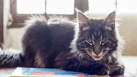 Watch the video about Maine coon kitten playing fetch