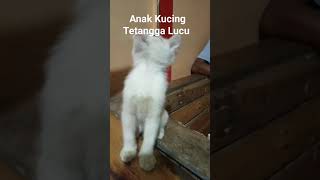 Anak Kucing Tetangg