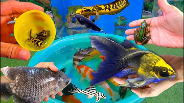 Bắt cá cảnh dễ thương, cá vàng, cá koi, cá trê, lia thia dumbo, cá sấu, cá mập