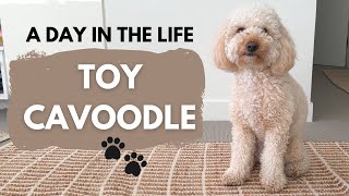 A DAY IN THE LIFE OF A TOY CAVOODLE PUPPY 🐾 (VLOG)