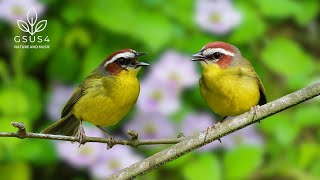 Download Lagu Kicau Burung Hutan - Kicauan Awal Burung Liar untuk Menenangkan Pikiran dan Menghilangkan Stres - Suara Alam MP3 Download Lagu Kicau Burung Hutan - Kicauan Awal Burung Liar untuk Menenangkan Pikiran dan Menghilangkan Stres - Suara Alam MP3