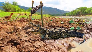 Catch a big crocodile Trap Using Podouow _ Chicken Crocodile Trap