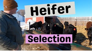 What Clint looks for in a replacement heifer