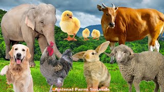 Cute Little Farm Animal Sounds: Cow, Sheep, Cat, Dog, Chicken, Rabbit - Animal moments