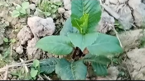 Cách Làm Cho Cây Hoa Thược Dược Hồng Cách Sen Cho Nhiều Hoa