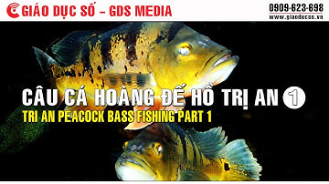 Câu cá Hoàng đế hồ Trị An phần 1