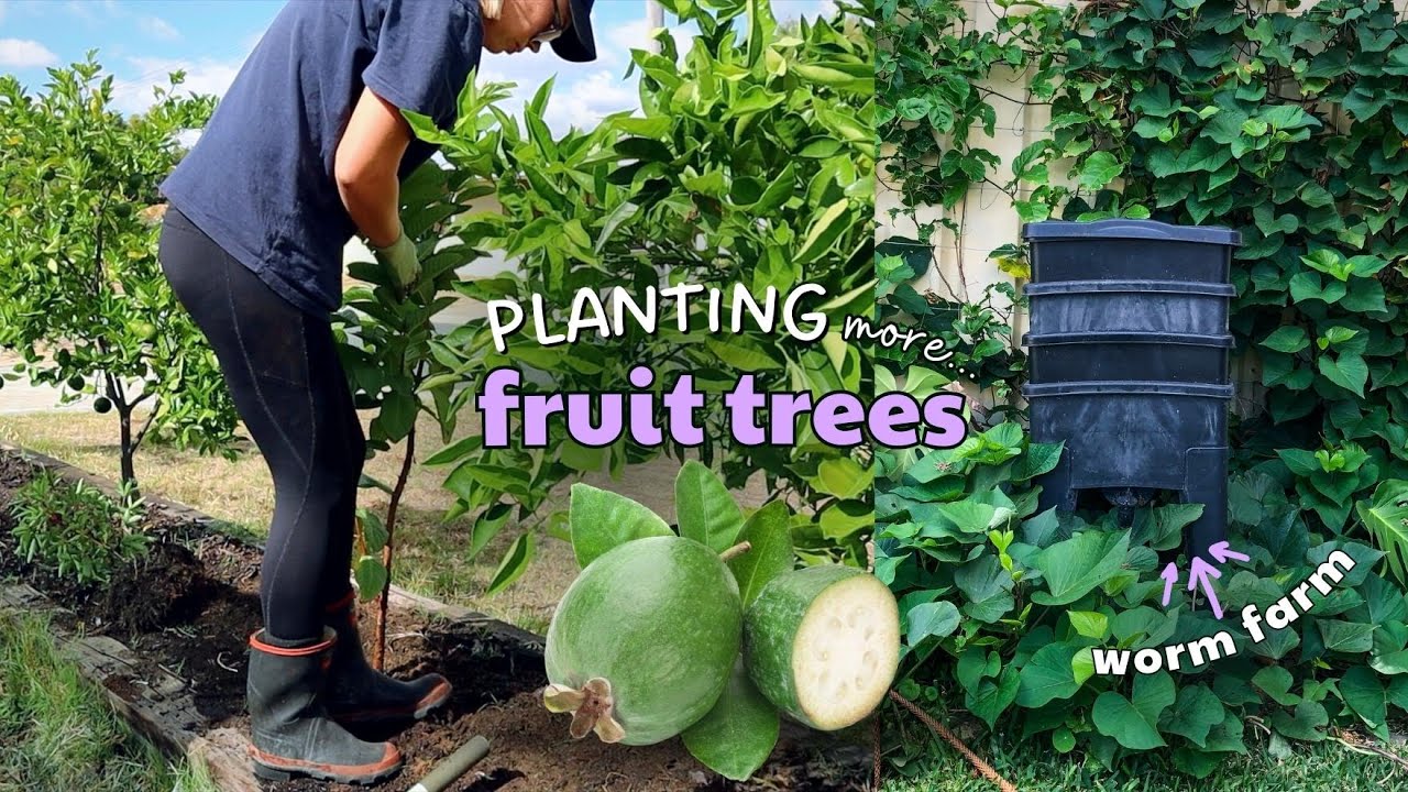 Setting up a backyard Worm Farm & Planting more FRUIT TREES for an