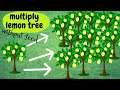 ☑️ Multiply lemon tree without seed 🌳 Πολλαπλασιασμός λεμονιάς χωρίς κουκούτσι